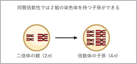 子種|18.2 新種の形成